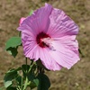 大輪の花