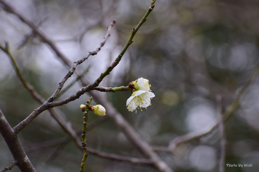 遅咲き開花