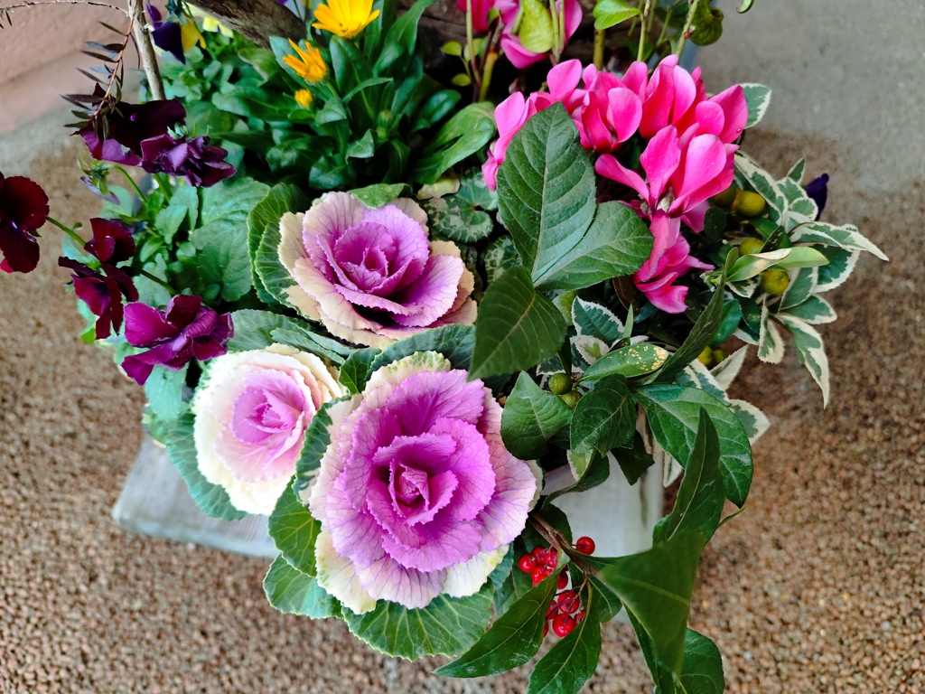 葉牡丹の寄せ植え