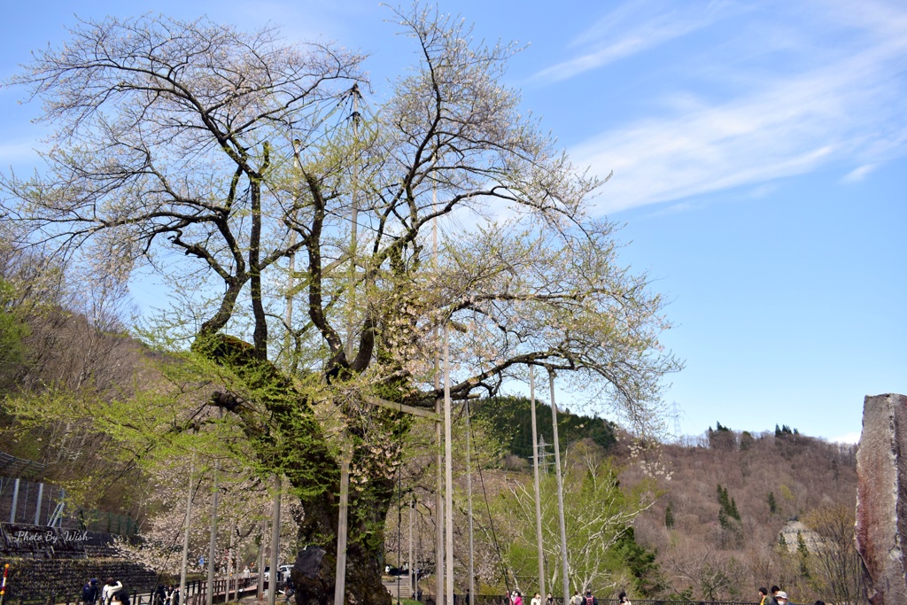 荘川桜