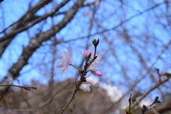 秋空の十月桜