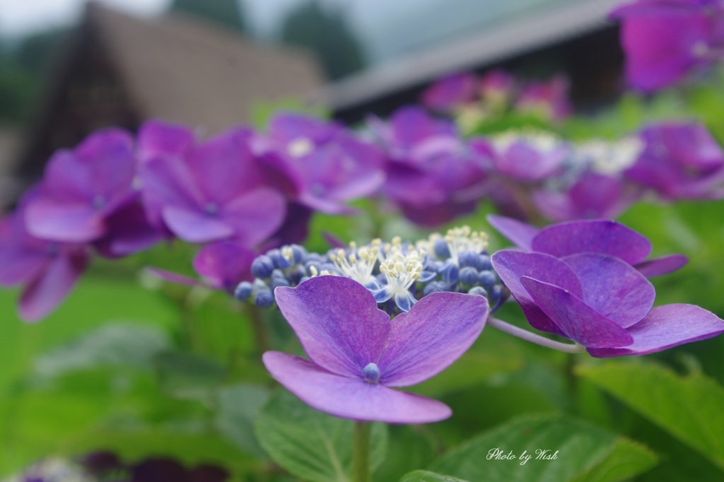 集落に咲く紫陽花