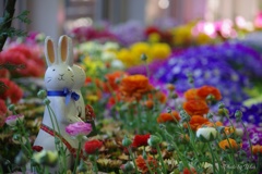 花々に囲まれて