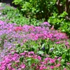 芝桜とすみれ