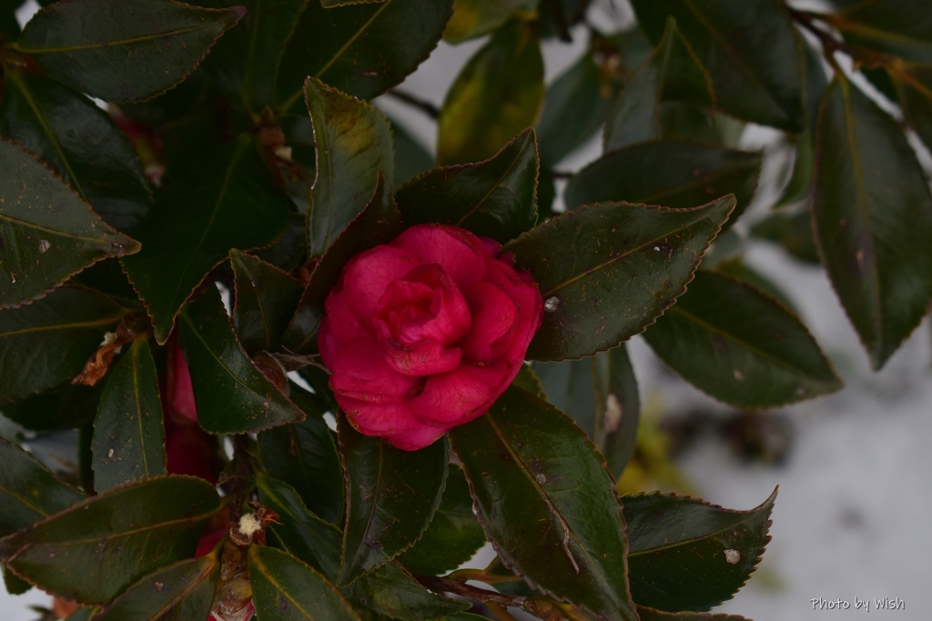 山茶花