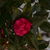 山茶花