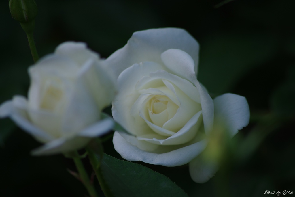 White　Rose