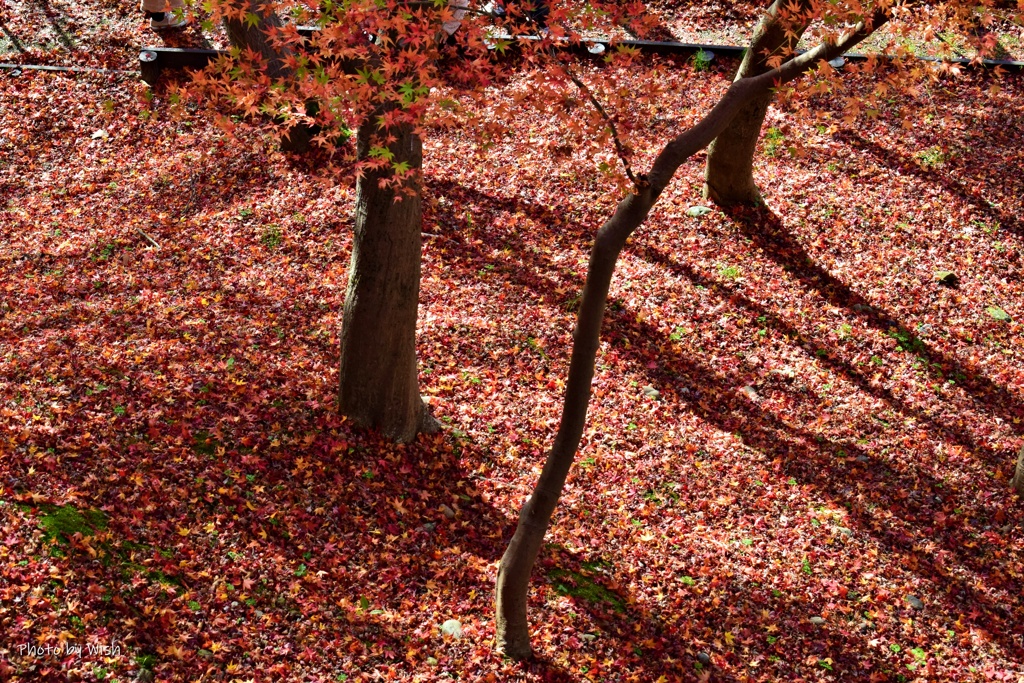落葉の絨毯