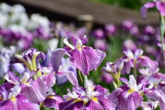 花菖蒲の彩