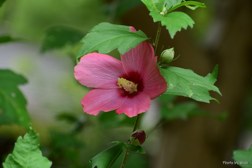 木槿