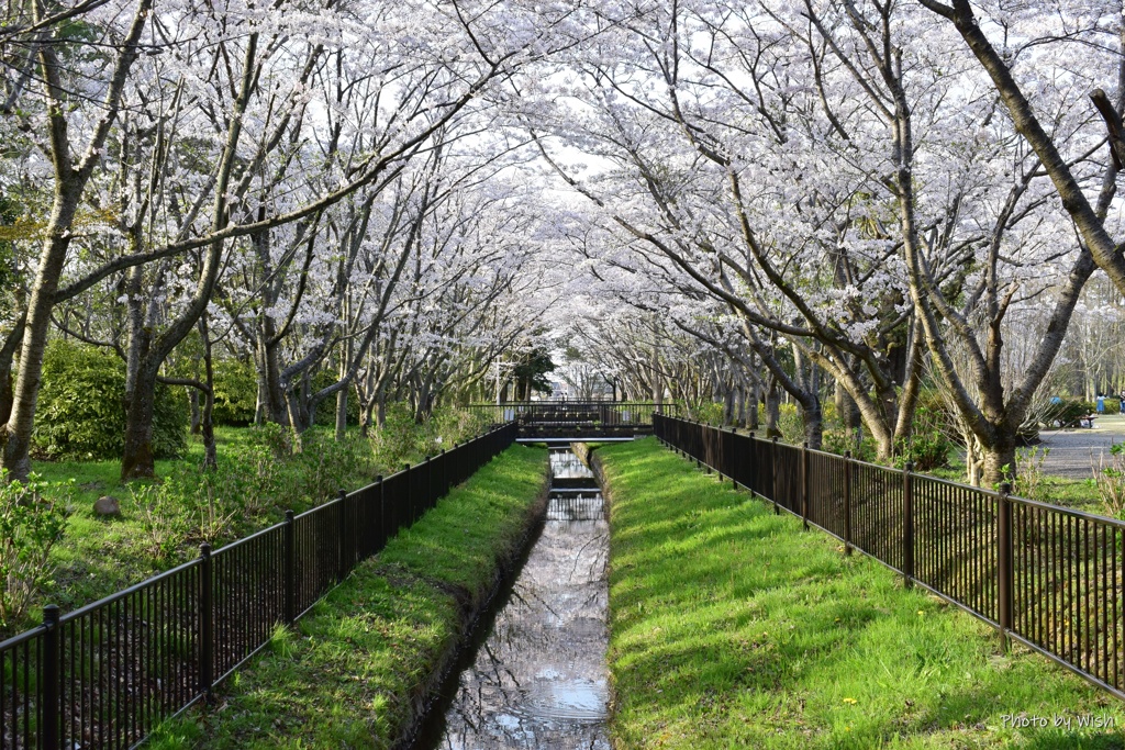 桜並木