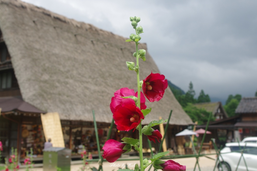 7月の菅沼集落　季節の花と共に