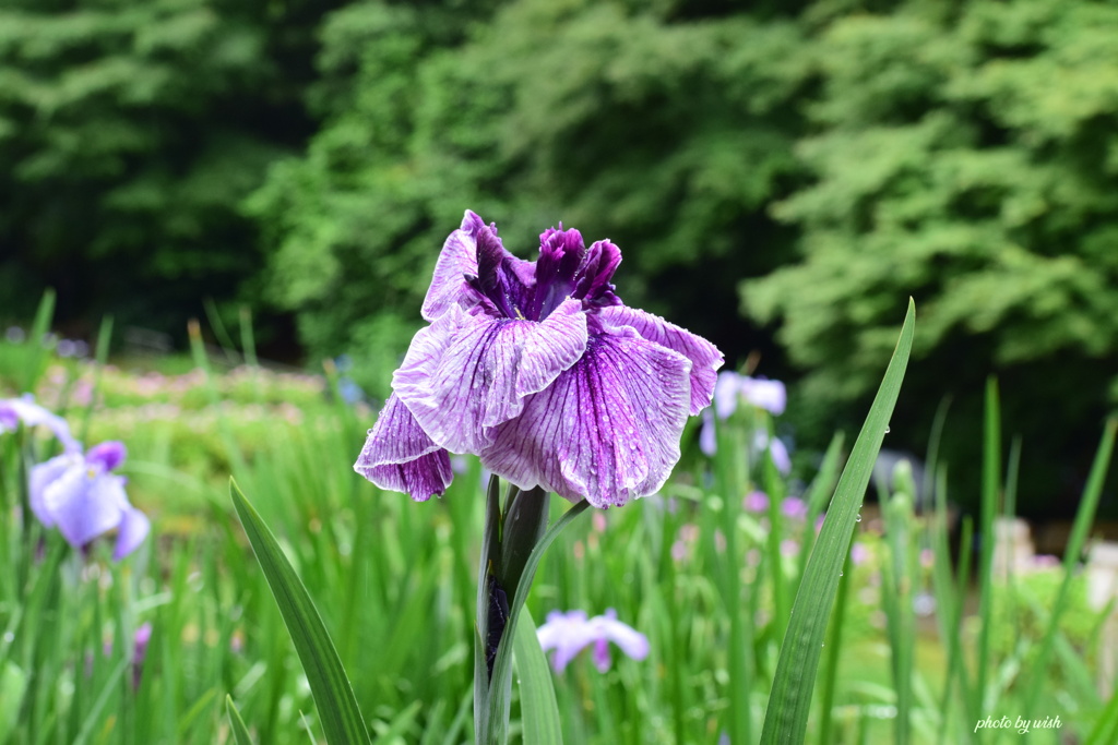 美人の花姿