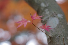 三葉の紅葉