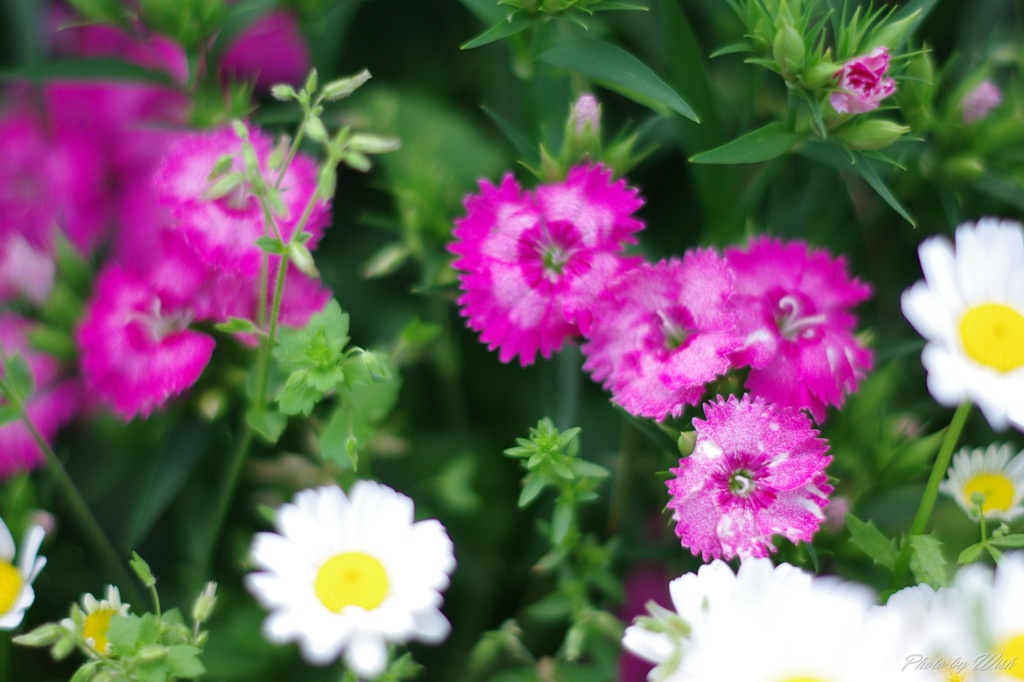 5月に咲く花々