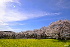 春の風景