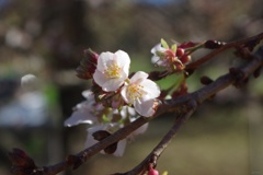 冬晴れに咲く十月桜