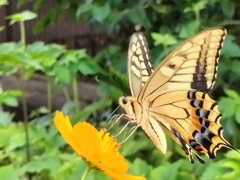 黄花の密に夢中