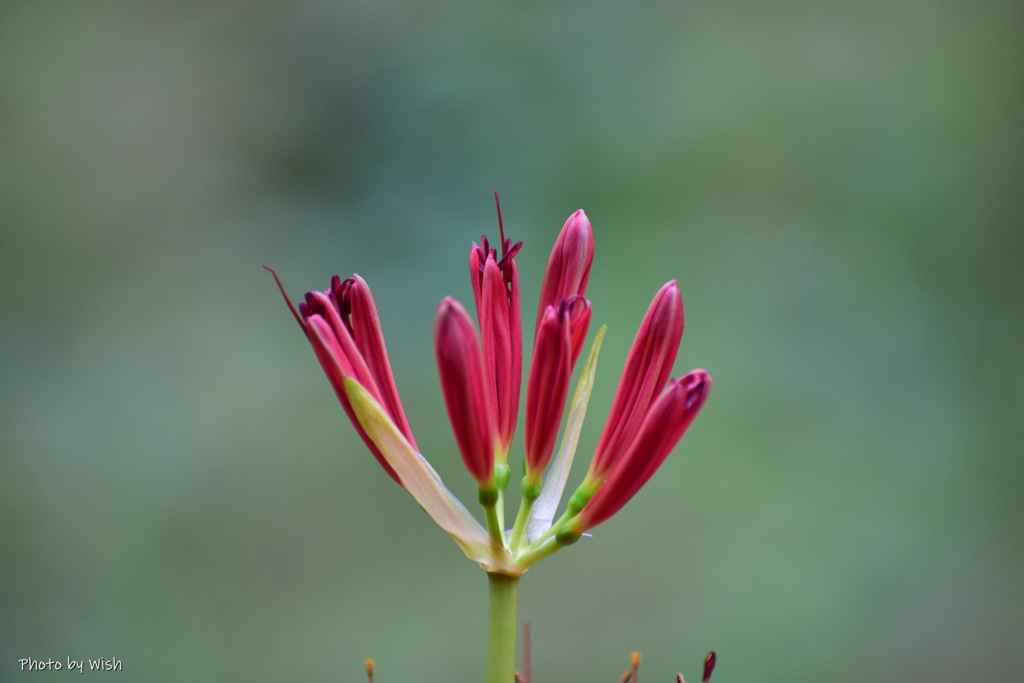 開花間近
