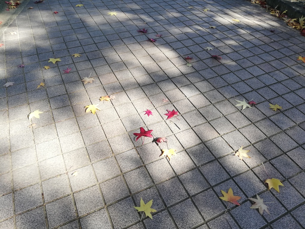 秋の彩り
