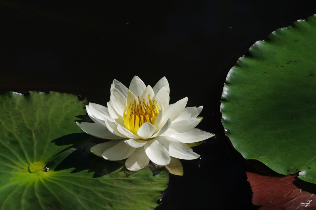 Water Lilies