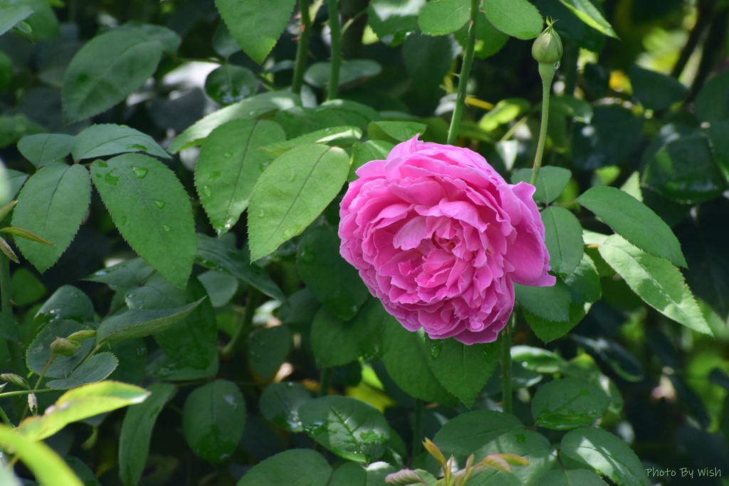 秋薔薇