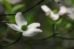 花水木