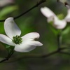 花水木