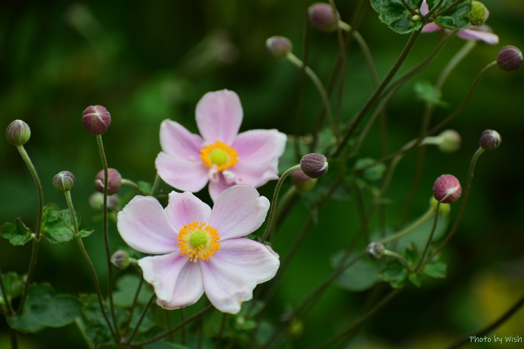 開花が進む