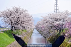 桜並木通り