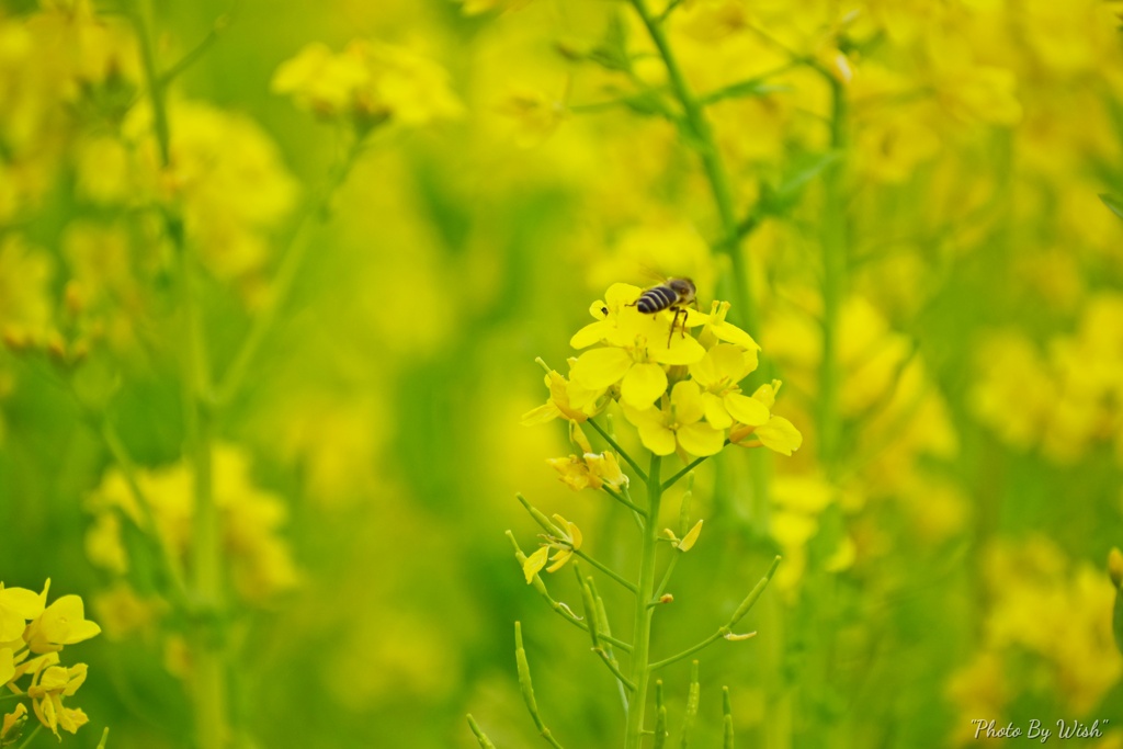 蜂が飛び回る
