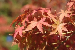 紅葉