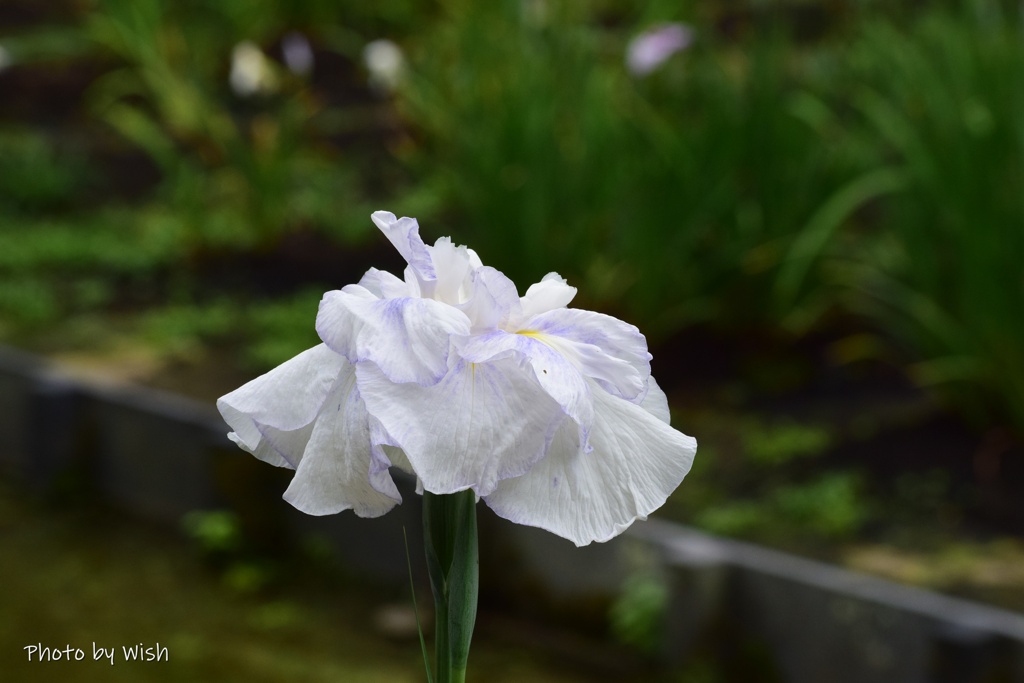 花菖蒲