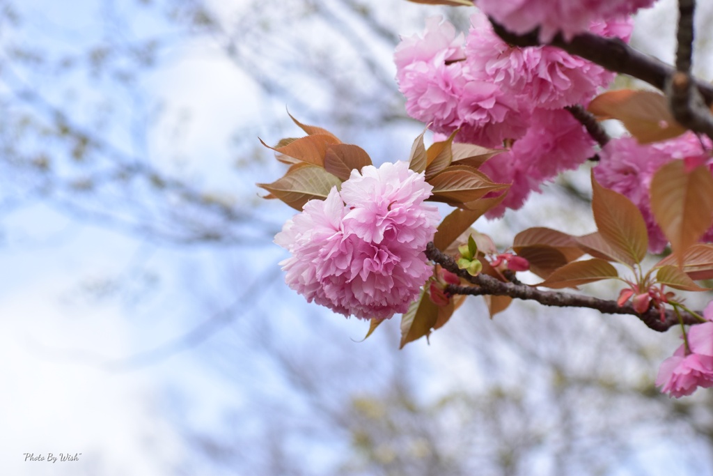 八重桜