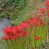 華麗に咲く