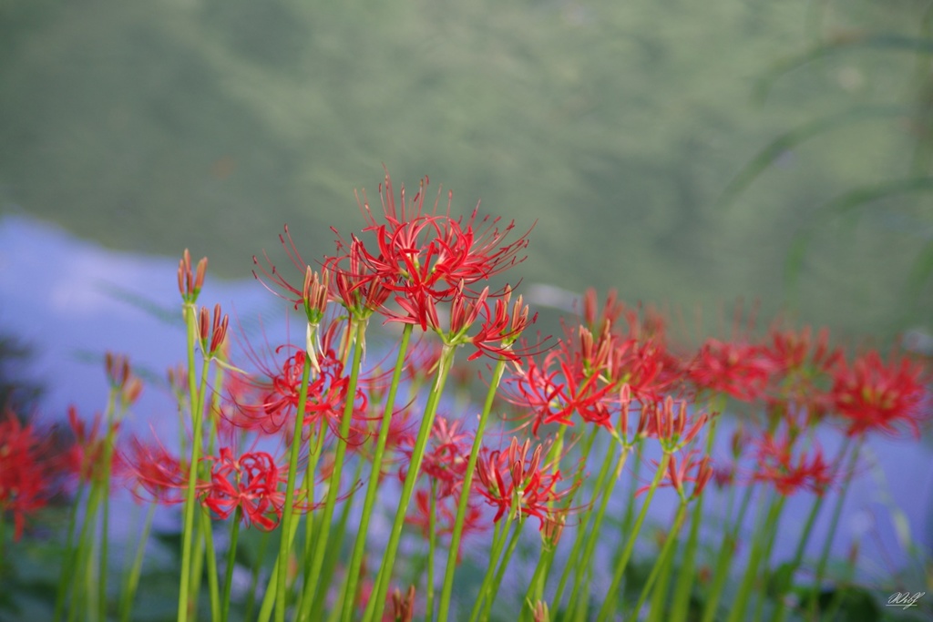 庄川沿いに咲く彼岸花