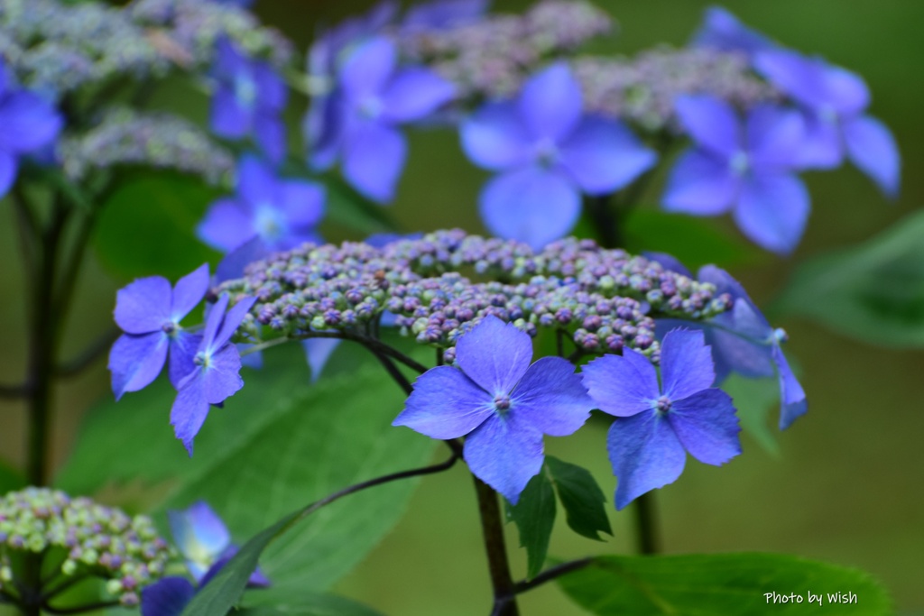 Blue hydrangea