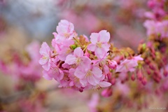 河津桜