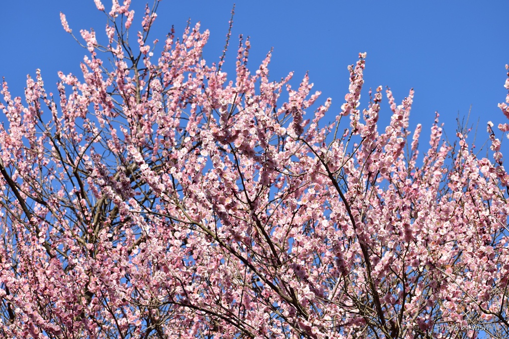 青空と桜