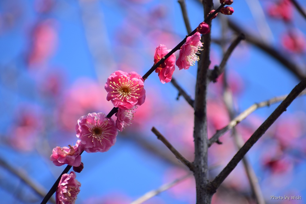 ２月の紅梅