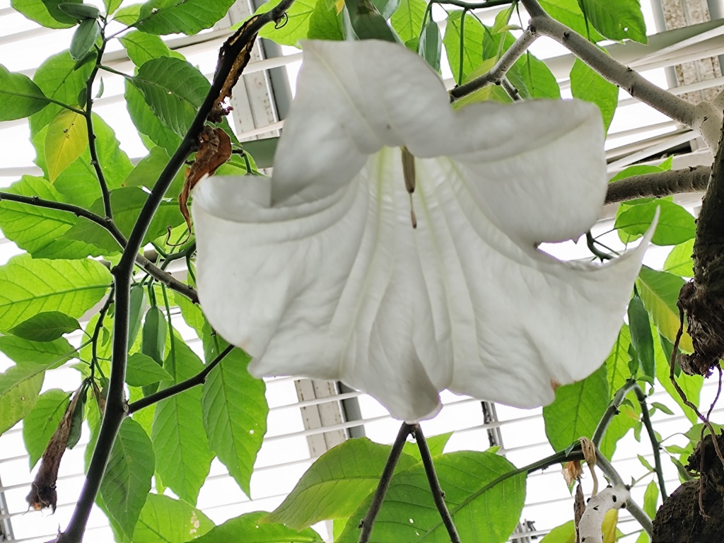 温室に咲く大輪の花