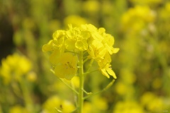 菜の花