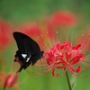 黒蝶と彼岸花