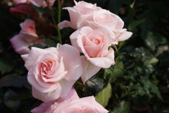 Pink Rose's