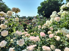 薔薇園の風景