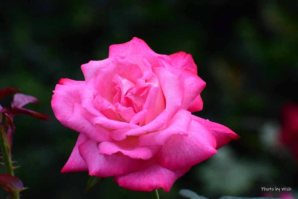 7月の薔薇