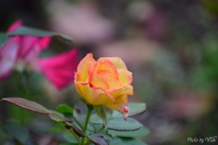 秋薔薇