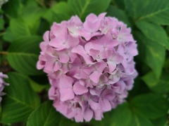 紫陽花