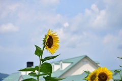 城端の夏