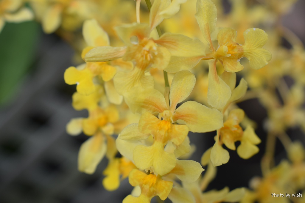 温室で咲くランの花